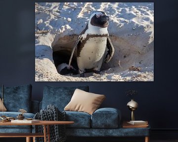 Penguin in front of his cave by Dennis Eckert