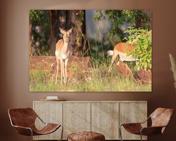 Impala Antilope van Dennis Eckert