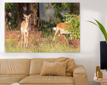 Impala Antilope van Dennis Eckert