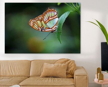 Malachite butterfly by Ineke Klaassen