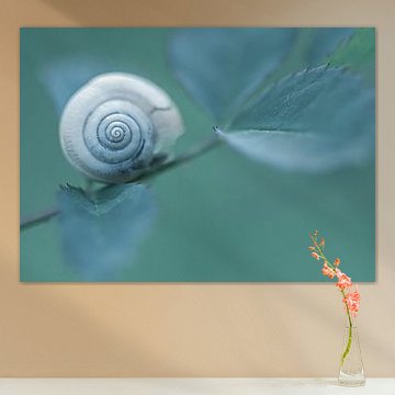 Snail by Hennie Zeij