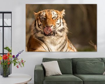 Tiger mit Beute im Blick von Dennis Eckert