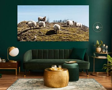 Grazing sheep on a dune ridge by MICHEL WETTSTEIN