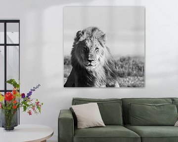De leeuw van Sharing Wildlife