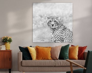 Krachtige blik - cheetah van Sharing Wildlife