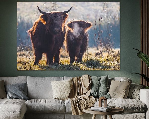 Schotse Hooglanders