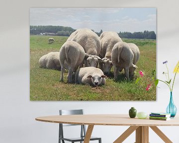 Sheep in the meadow by Lens Design Studio