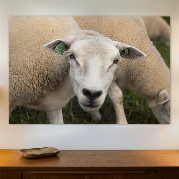 Porträt eines Schafes