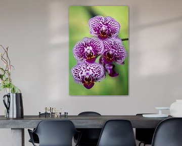 orchidee van Steffen Gierok