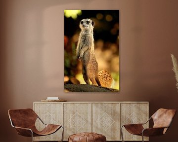 Suricate sur Kees de Knegt