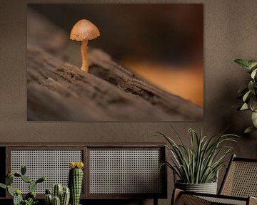 Champignon sur souche en bois sur Moetwil en van Dijk - Fotografie