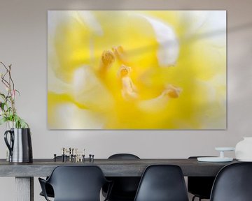 yellow tulip van Drie Bloemen Gallery