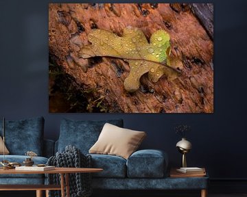 Autumn leaf with water drops