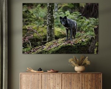 Timberwolf op een rotsblok van Moo pix