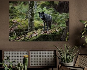 Timberwolf on a rock by Moo pix