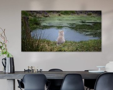 Steppenvosje bij het water