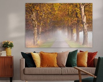 Birke im Nebel in Herbstfarben von Francis Dost