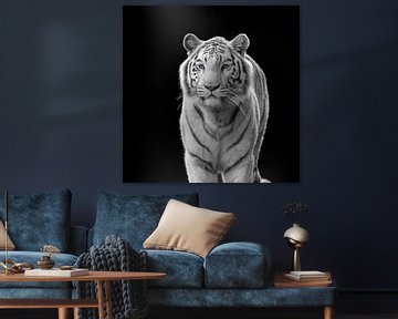 Tigre blanc aux yeux bleus sur fond sombre