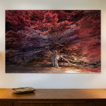 Picturesque cypress tree by Rob Visser