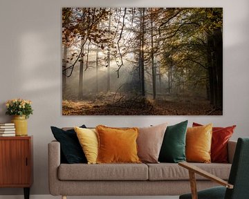 Sonnenstrahlen Herbstwald von Peter Haastrecht, van