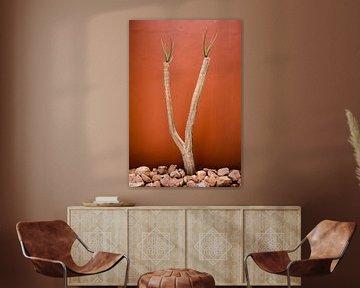 Woestijnplant voor een muur in terracotta kleur