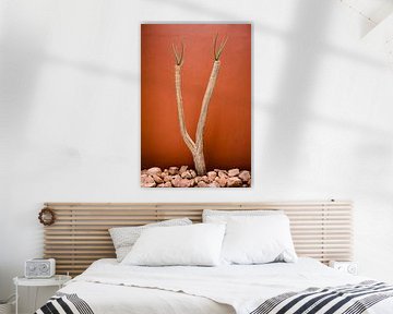 Desert plant in front of a wall in terracotta color