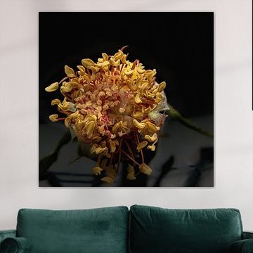 Macro shot! Prachtige binnenkant van een wilde roos.