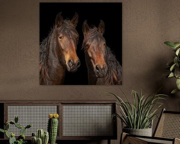 KWPN paarden, warmbloed paarden van Gert Hilbink