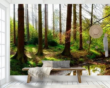 Autumn forest by Günter Albers