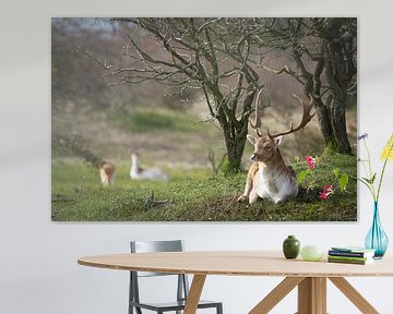 Resting fallow deer by Marjolein Versluis