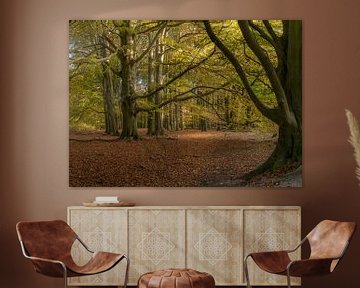 Forêt aux couleurs de l'automne sur Toon van den Einde