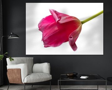 Solo roze tulp met witte achtergrond van Bloemportret