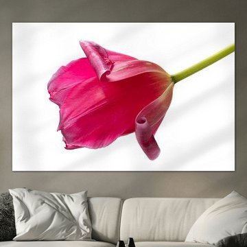Solo roze tulp met witte achtergrond