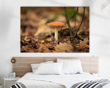 mushroom in the forest by Rik Brussel