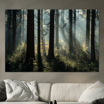 forêt de pins mystique