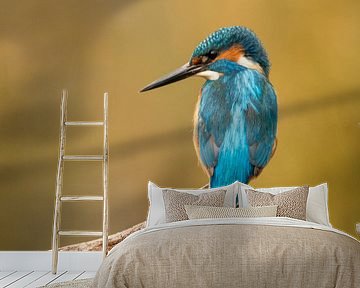 IJsvogel, Alcedo atthis. Man van Gert Hilbink