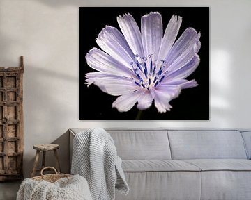 Lilac by Suzanna Lasalla