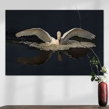 le cygne sur Petra Vastenburg