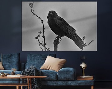 Raven Odin van mario proeter