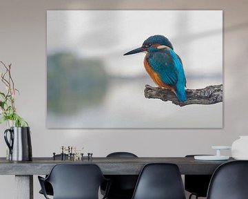 Kingfisher - the king by Kingfisher.photo - Corné van Oosterhout