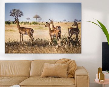 Gazelle's in National Park Tsavo in Kenya by Ingrid van Wolferen