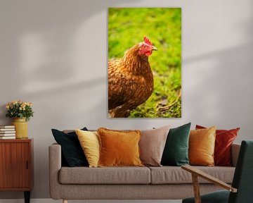 Chicken van Roland de Zeeuw fotografie