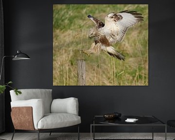 Junger Waldfußbussard (Buteo lagopus) landet auf einer Holzstange, Zeeland von Nature in Stock