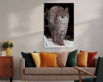 Un lynx gracieux et beau lynx sauvage sur Michael Semenov