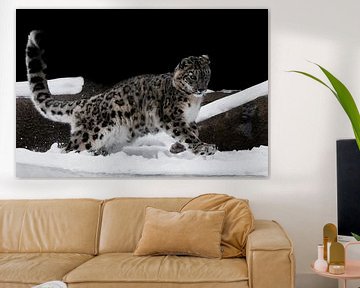 snow leopard deftly jumps von Michael Semenov