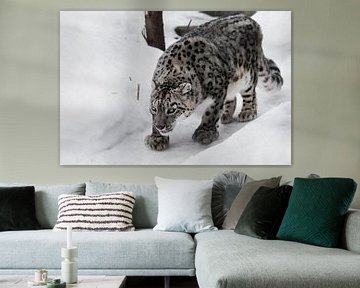 Le léopard des neiges se faufile en douce sur Michael Semenov
