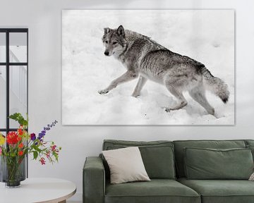 Krachtige en wendbare volgroeide wolf van Michael Semenov