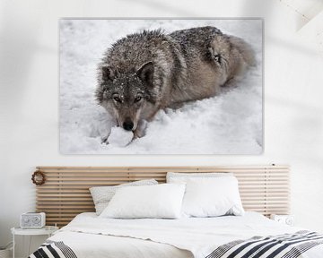 Portret van een vrouwelijke wolf van Michael Semenov
