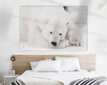 Un ours blanc polaire sur Michael Semenov