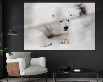 Een witte ijsbeer van Michael Semenov